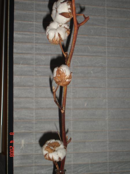 la puret� du coton