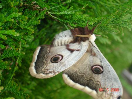 autre vue du papillon