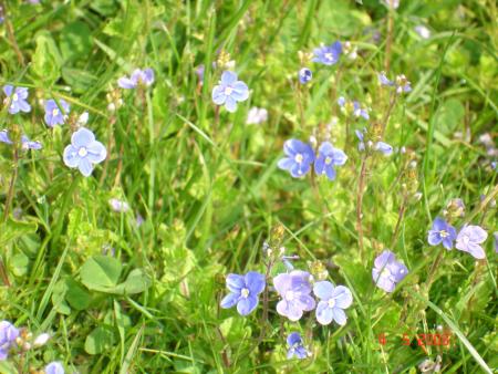 Petites fleurs de Sceaux