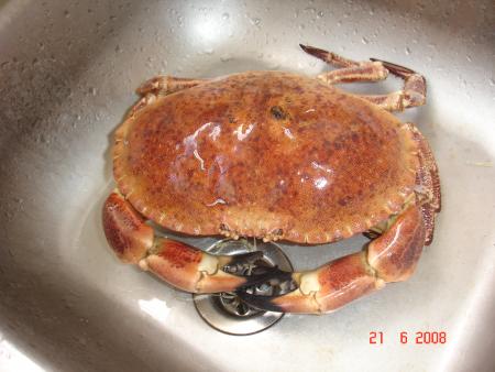crabe au naturel
