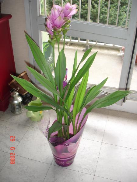 3�me cadeau le curcuma