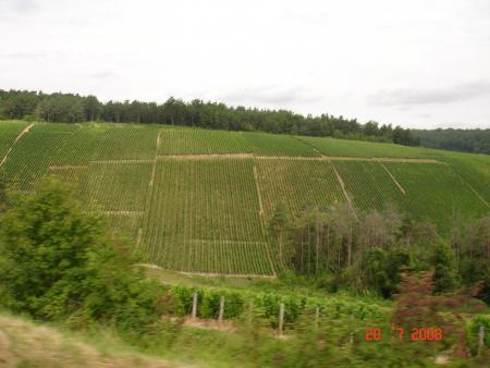 les vignes