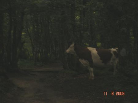 vacher perdue dans la for�t