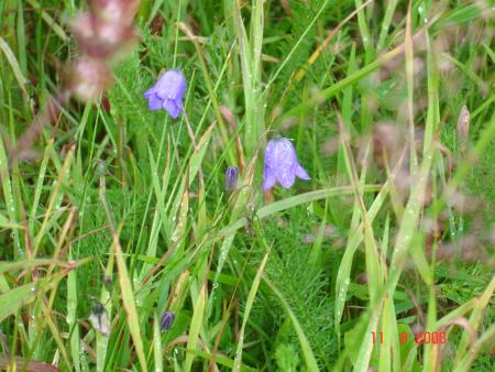 les chapeaux des lutins