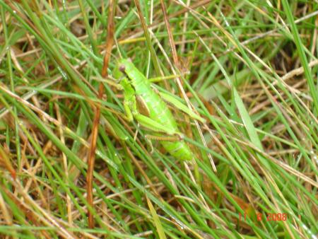 m�me verte elle est rep�r�e