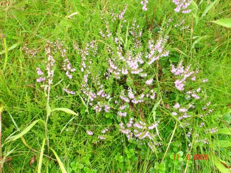 beaut� de la nature