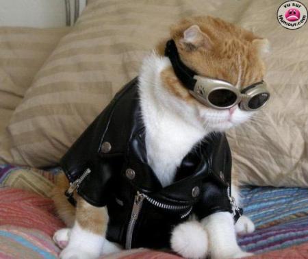 Allez cocotte, on va faire un tour hein dis !!!