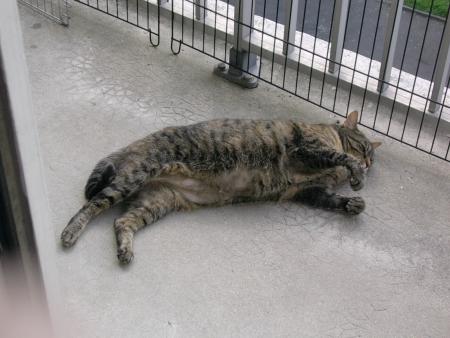 Isis qui se pr�lasse