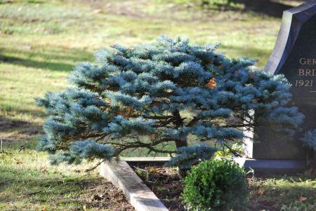 bonzai sapin sur une tombe