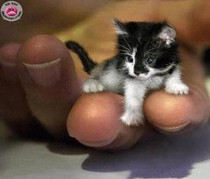 tout petit, tout mignon