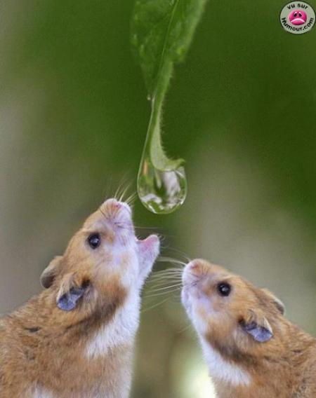 je l'aurais avant toi